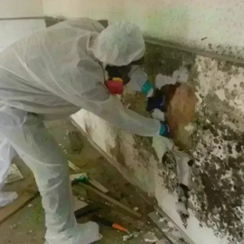 Mold Remediation and Removal in Henderson, KY